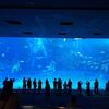 子連れ沖縄旅行記 2026 3日目　美ら海水族館と穴場キッズスペース