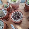 翠晃冠の蕾が膨らんできました