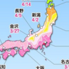 桜の切り枝