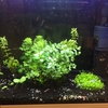 函館と札幌の熱帯魚事情