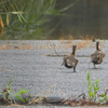 【親なし捨て子に変化】カラスから全力で逃げるヒナ。カルガモ親子の縄張り争い。増水で悲劇、ケガした子ガモが居ない…カワセミのケンカと鳴き声。カワラバト色々【カルガモ親子速報0713C】2022年7月13日