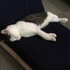 猫の話と偉そうにドラえもんを語る話