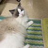 ベッドがすっかりお気に入りの場所になったふくちゃん