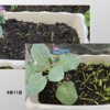 庭で秋野菜 16【ブロッコリとソロモン】