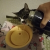 【猫と暮らしているんです】猫の水飲むやつを使ってます。いいですよこれ