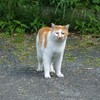 藤沢市アートスペース　新収蔵作品展「招き猫亭コレクション 猫まみれ」