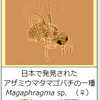 虫が巨大になれないのはなぜ…？