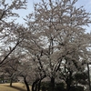 東京ミッドタウンの芝生広場の桜
