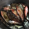 ガシラ、ベラ、アコウ、鯛、小鯵、貰った