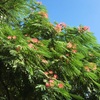 9月のネムノキの花