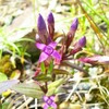 白馬の花山行(2018/8/中旬)