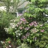 紫陽花