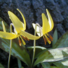 028  Yellow Trout Lily