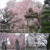 今年の『桜』は、ご近所で、、意外と見応えありましたね　🌸