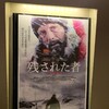 今日見た映画「残された者　北の極地」