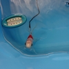 元気な金魚の水質アレルギーとは
