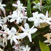 ハゴロモジャスミンの花たち