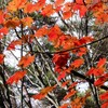 関東ふれあいの道の群馬県コースの花見ヶ原高原ハイキングコースと黒檜山から花見ヶ原へのみち