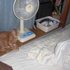 猫は、扇風機が好き？