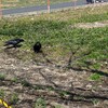 カラスの巣材料集め