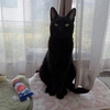 おりこう猫のおやつチャレンジ
