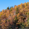 白山公園線の紅葉