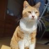 想像してください