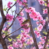 素盞雄（スサノオ）神社・東京都荒川区南千住＊桃まつり＊2024年3月