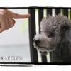 あにぱら展　後半へ突入