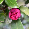 開き始めた山茶花のつぼみ