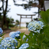 明石住吉神社の紫陽花と松原八幡神社、黒田職隆廟、亀山御坊本徳寺からの姫路城と好古園