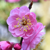 梅の花が咲いた