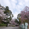 桜の記録