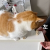 るるちゃんは右利き？猫の利き手について（続）