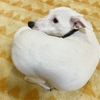 白玉だんご犬