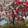 大阪で花桃を愛でる