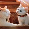 懐疑心を持たぬ純心