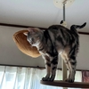 猫、爆睡する