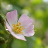 今日のバラと庭の花