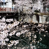 京急　５２年目の桜