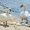 捕鳥部について