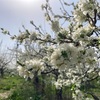 花が咲けば草も生える