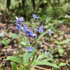 雨に濡れた忘れな草