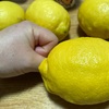 檸檬レモンれもんLemon🍋