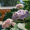 京都府　三室戸寺の紫陽花