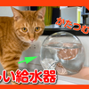 カタツムリ型の新しい給水器を購入してみました。猫たちの反応はこちら。I bought a new snail type water dispenser.