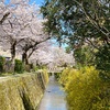 22年4月のお花見巡り。蹴上・南禅寺・大豊神社