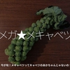 1577食目「メガ★メキャベツ」今が旬！メキャベツってキャベツのあかちゃんじゃないの？