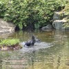 カラスの行水と羽繕い