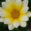 花を撮ってみようと思った。その２